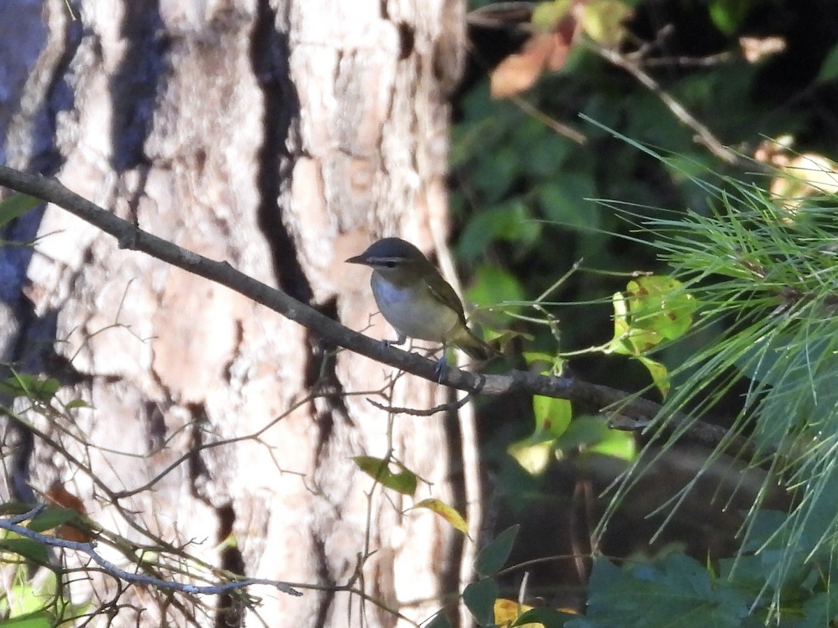 Red-eyed Vireo - ML641566464