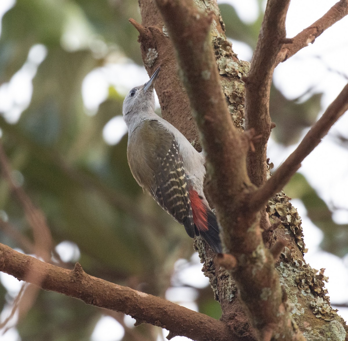 African Gray Woodpecker (Gray) - ML641566465