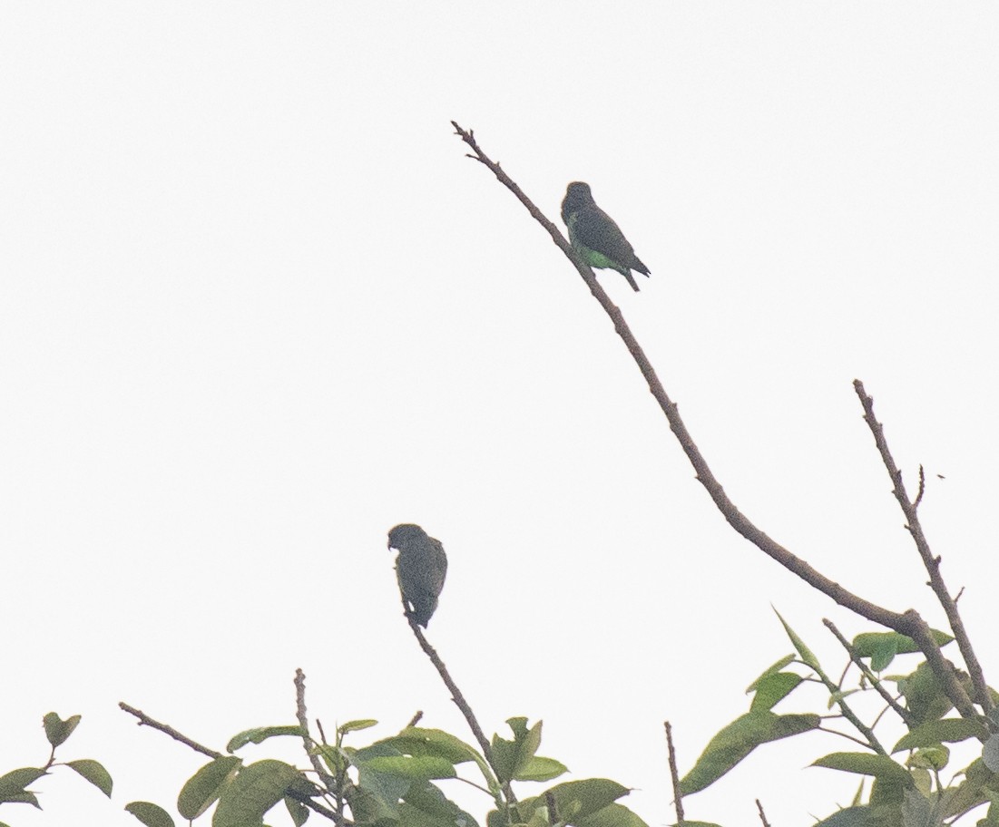 Meyer's Parrot - ML641566468