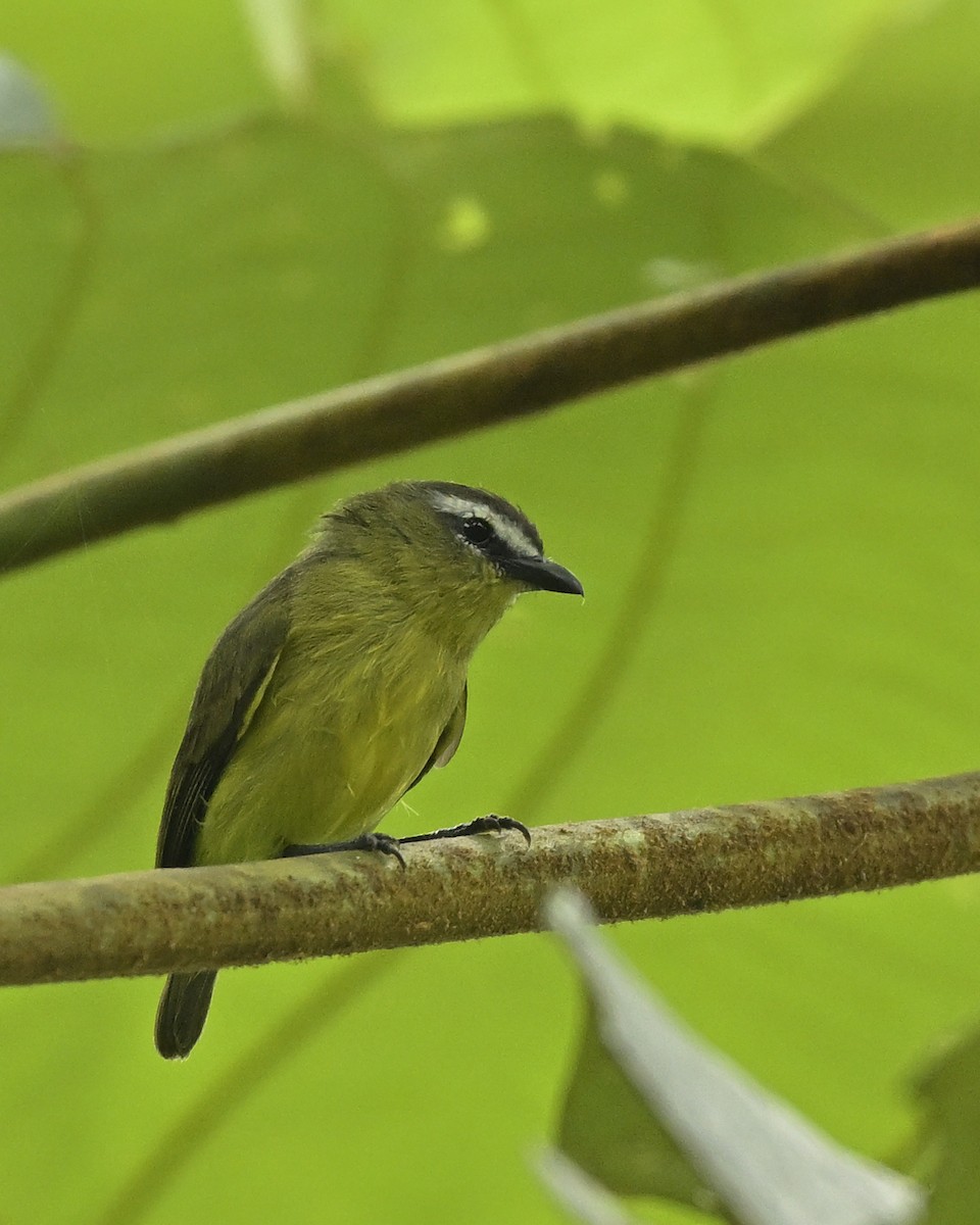 Brown-capped Tyrannulet - ML641566469