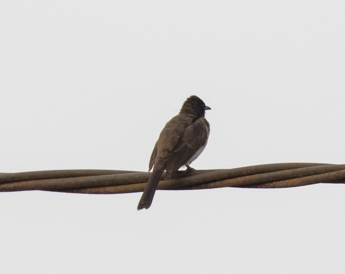 Black-and-white Shrike-flycatcher - ML641566470