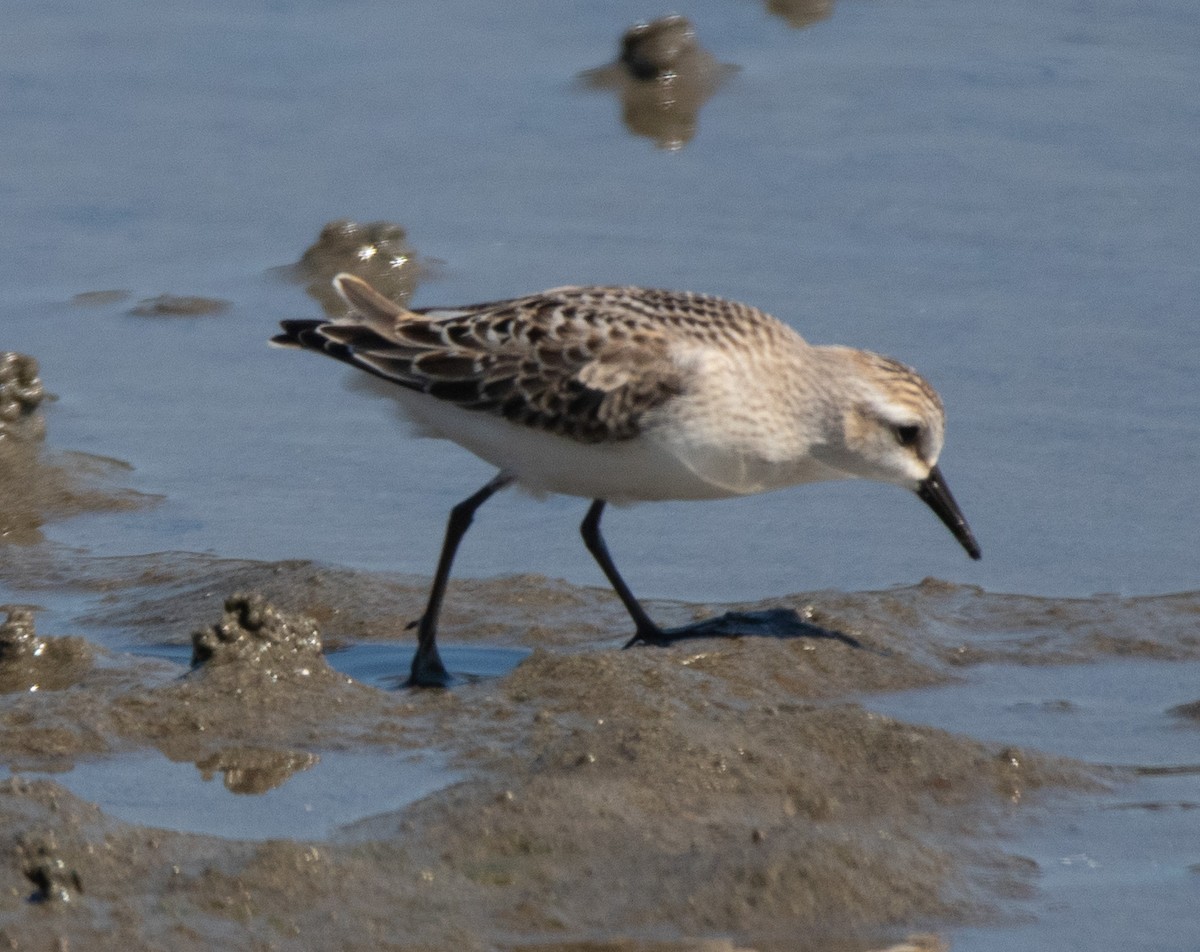 Semipalmated Sandpiper - ML641566472