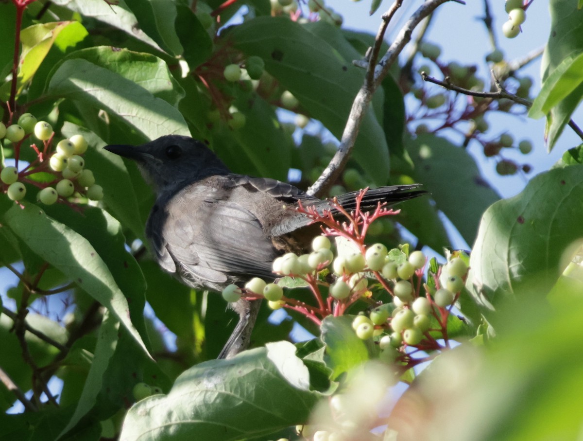 Gray Catbird - ML641566473