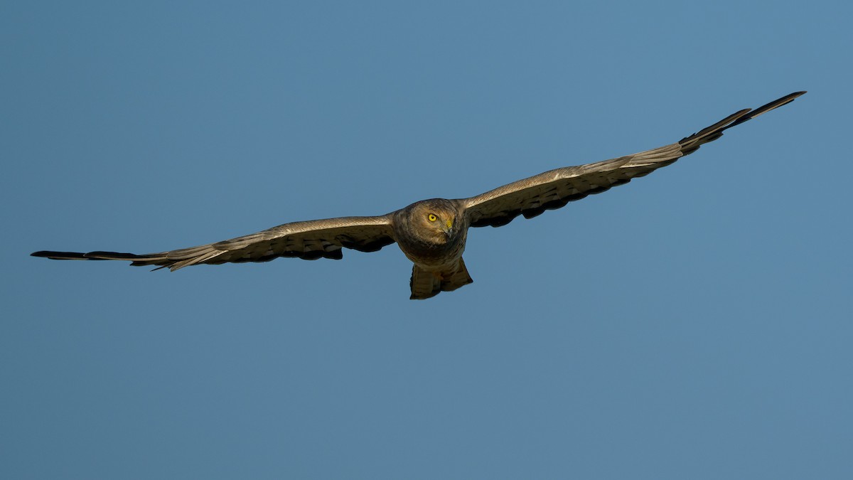 Northern Harrier - ML641566483