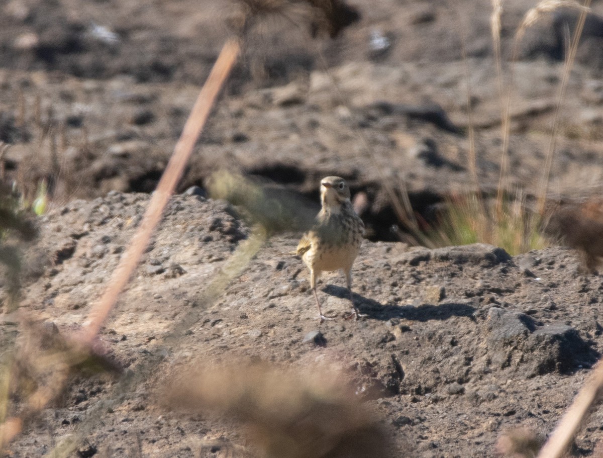 American Pipit - ML641566487
