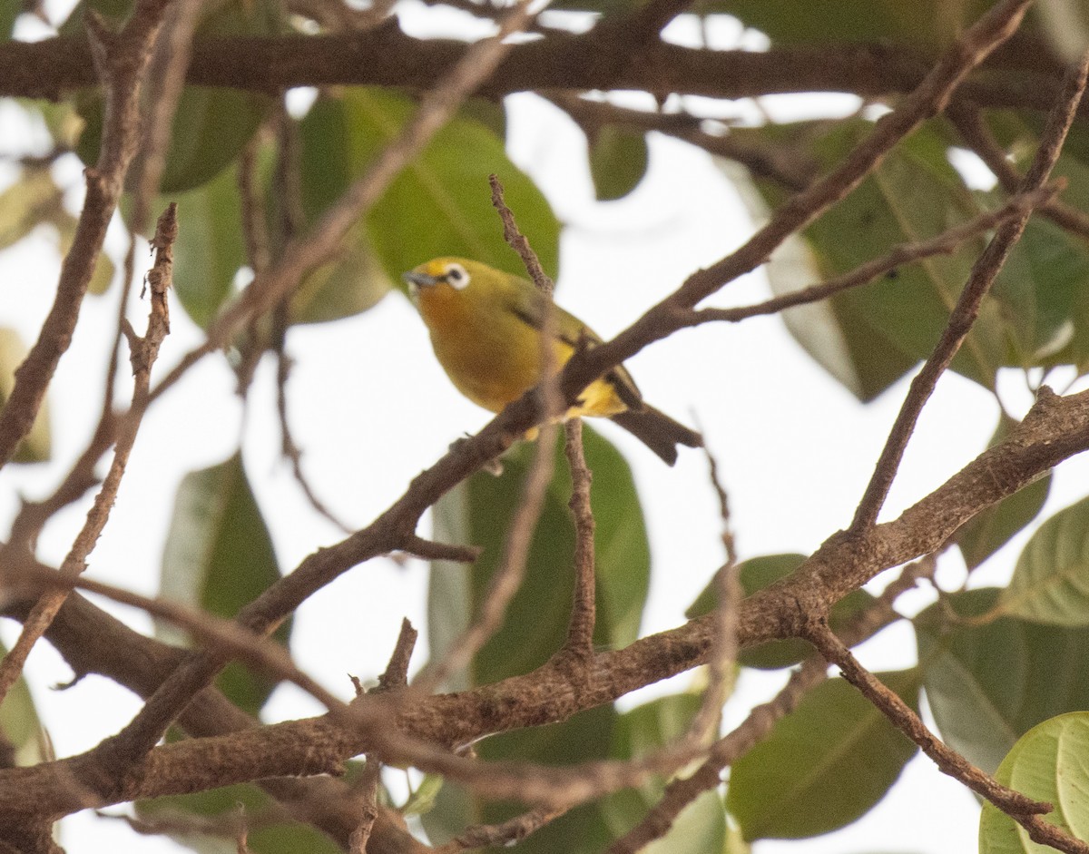 Green White-eye - ML641566493