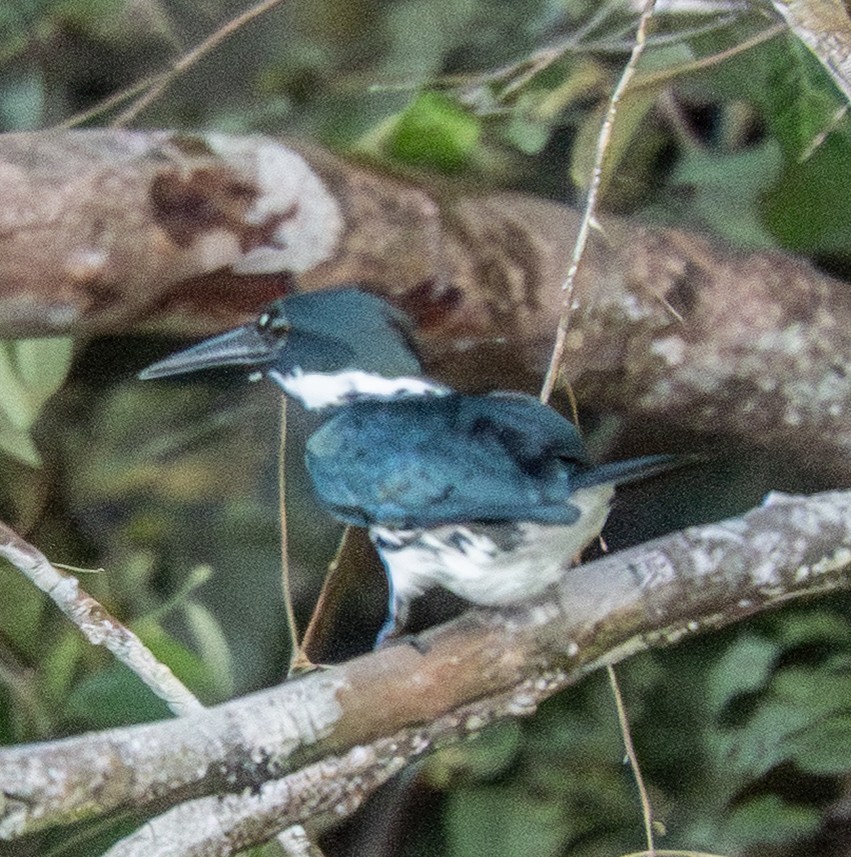 Amazon Kingfisher - ML641566502