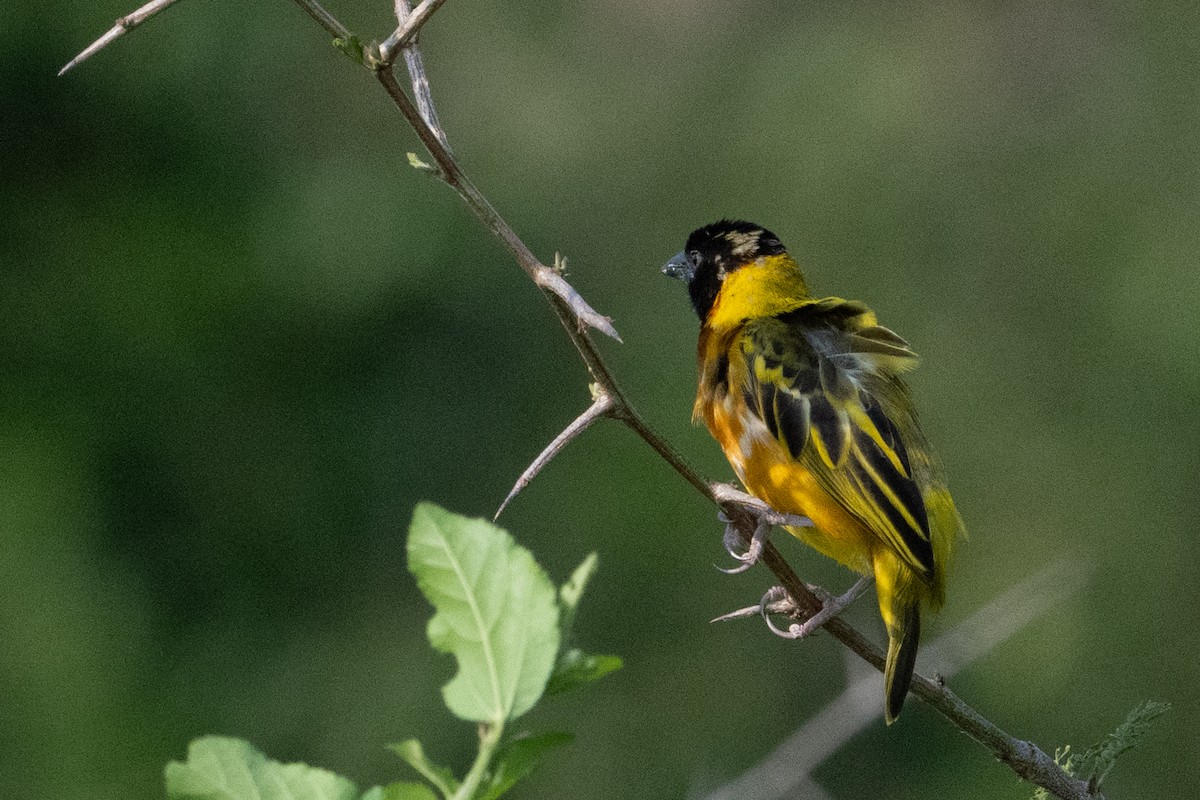 Black-headed Weaver - ML641566582