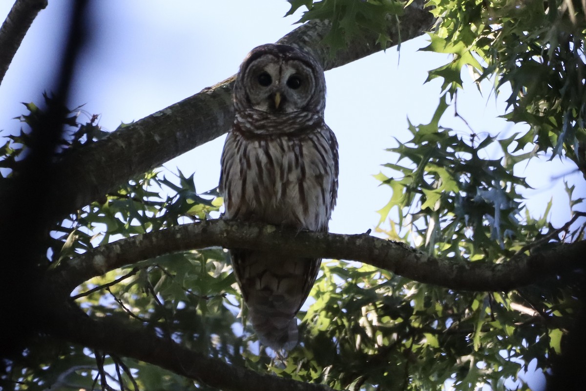 Barred Owl - ML641566605