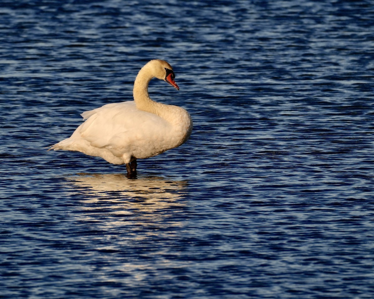 Хуруут хун - ML641566607