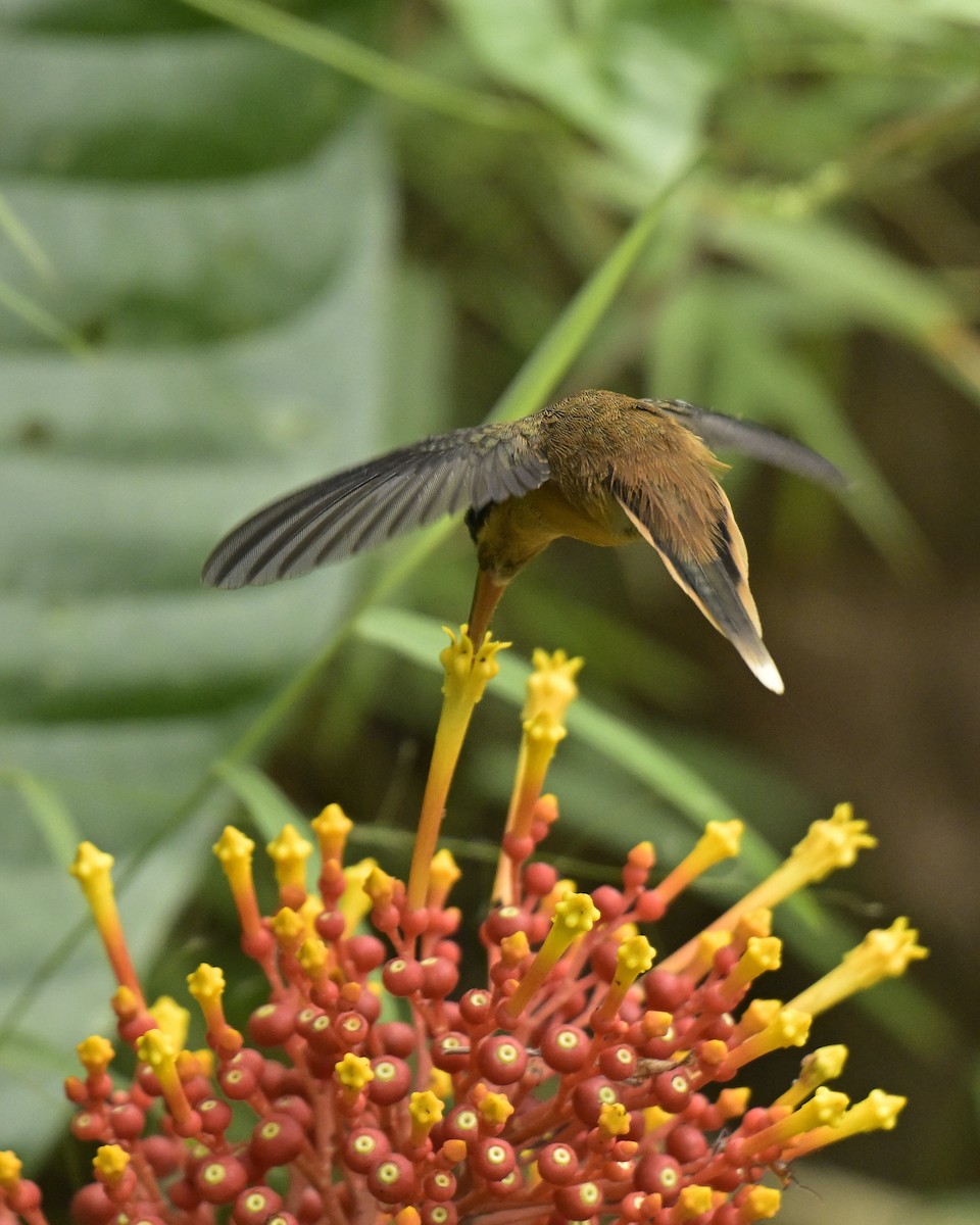 Stripe-throated Hermit - ML641566610