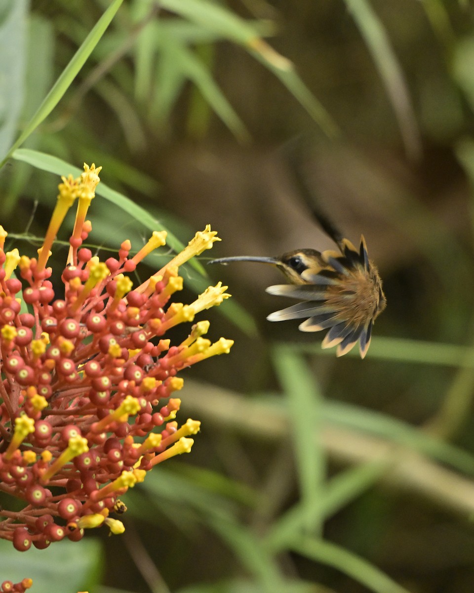 Stripe-throated Hermit - ML641566611