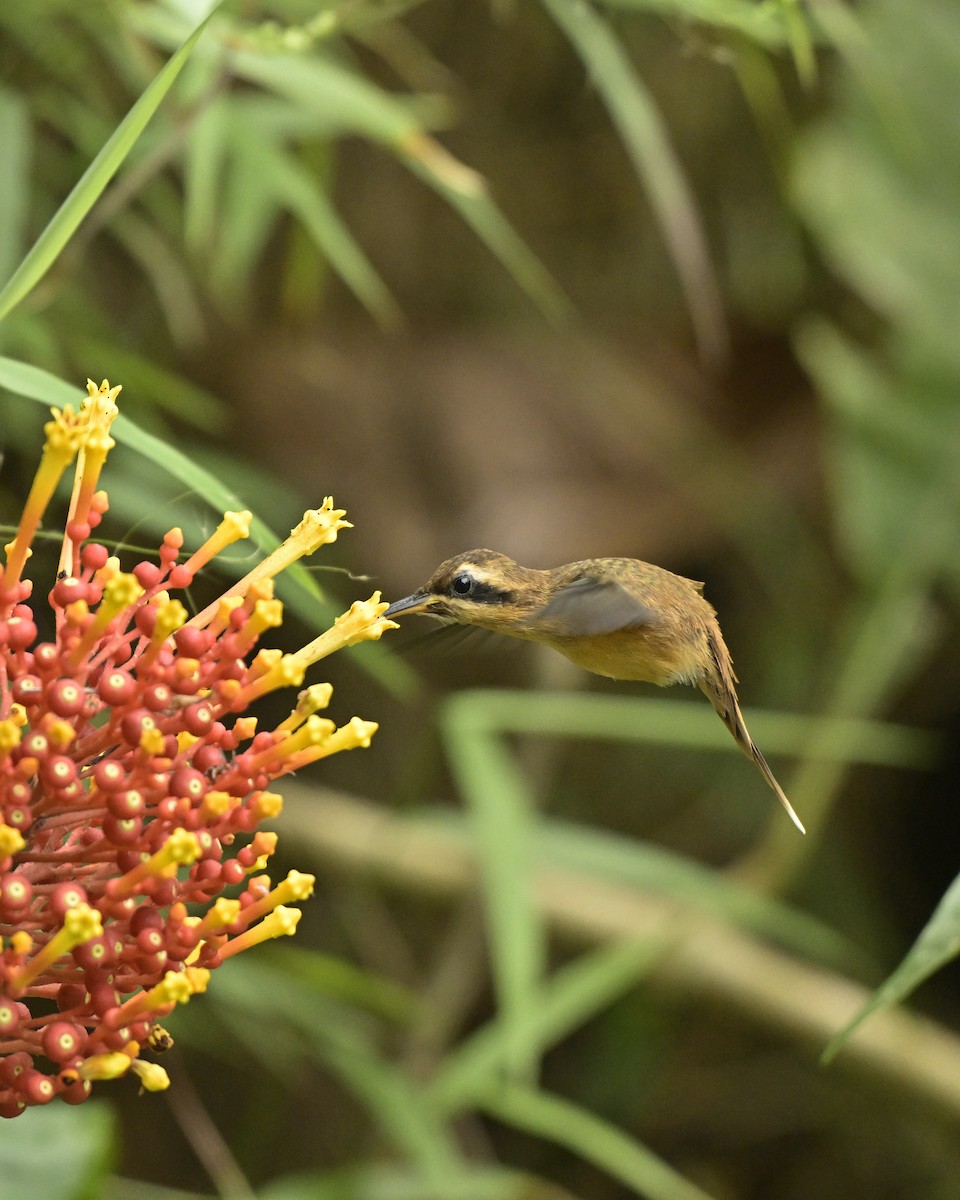 Stripe-throated Hermit - ML641566613