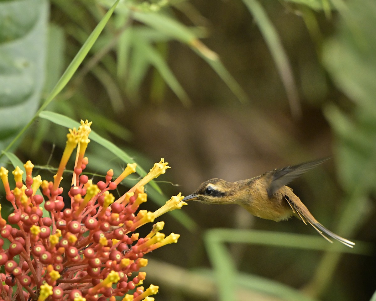 Stripe-throated Hermit - ML641566614