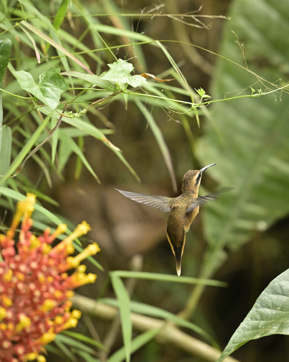 Stripe-throated Hermit - ML641566615