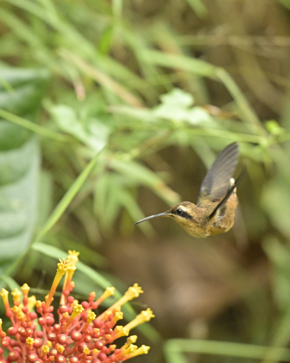 Stripe-throated Hermit - ML641566616