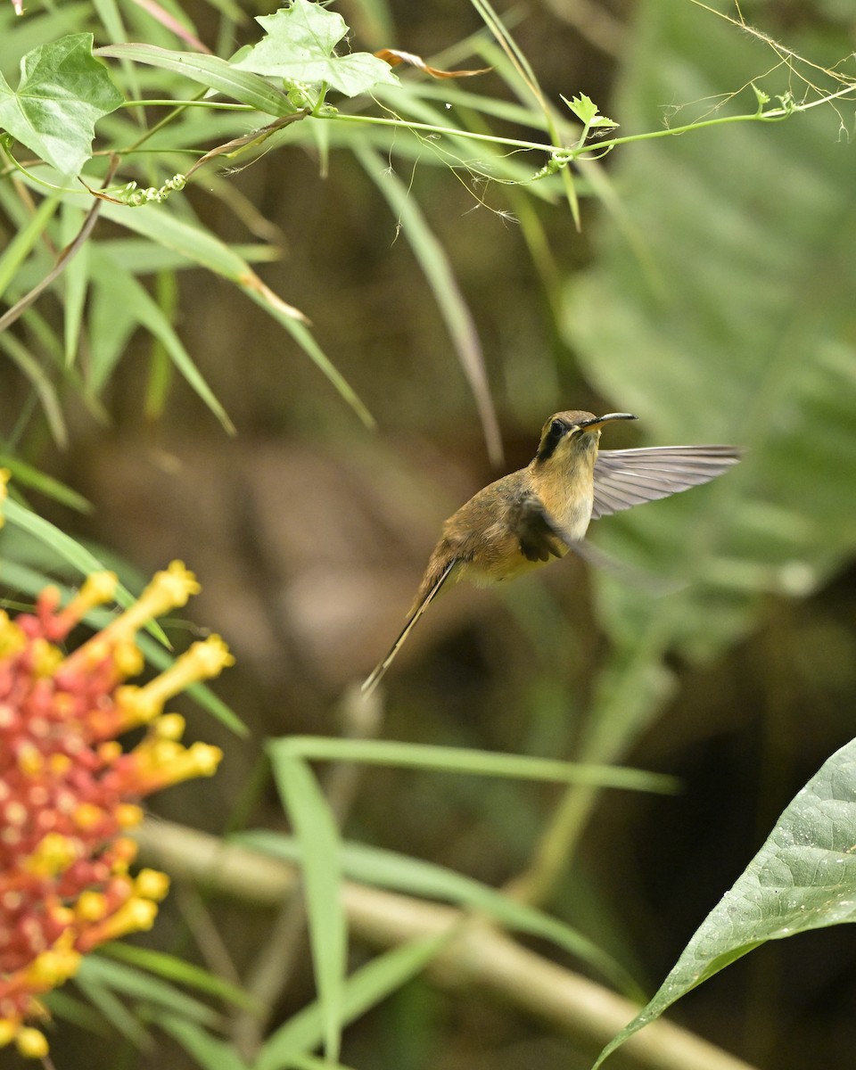 Stripe-throated Hermit - ML641566617