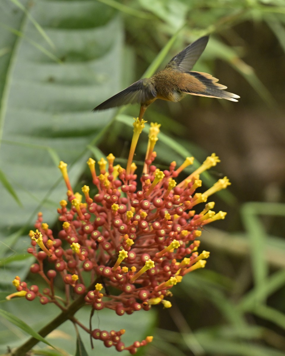 Stripe-throated Hermit - ML641566618