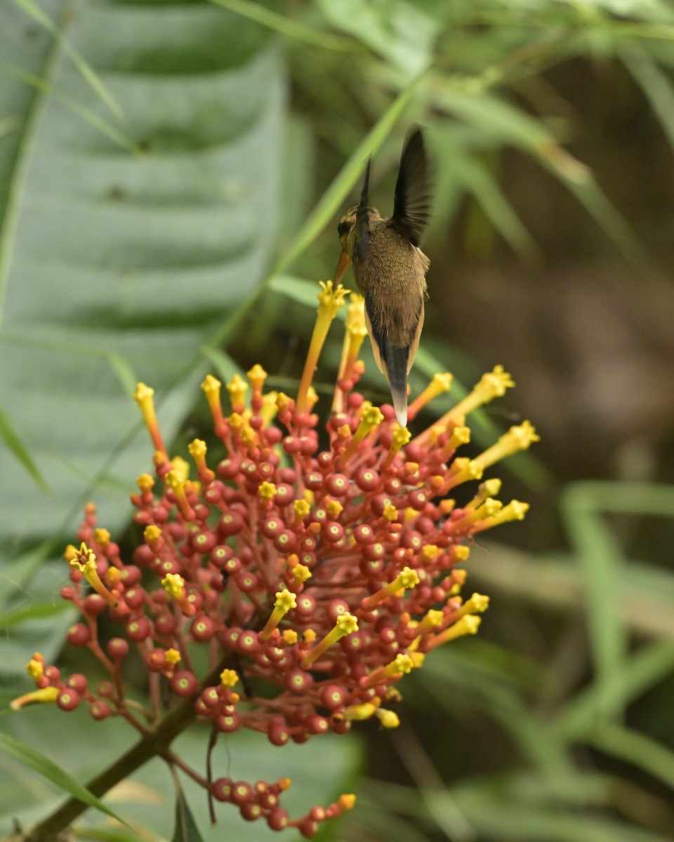 Stripe-throated Hermit - ML641566619