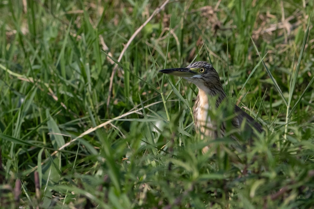 Squacco Heron - ML641566620