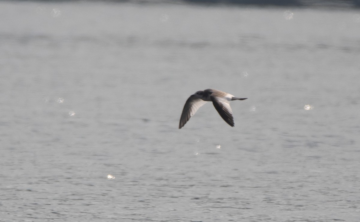 eBird Checklist - 29 Aug 2025 - Redmond--Idylwood Park - 10 species (+1 ...