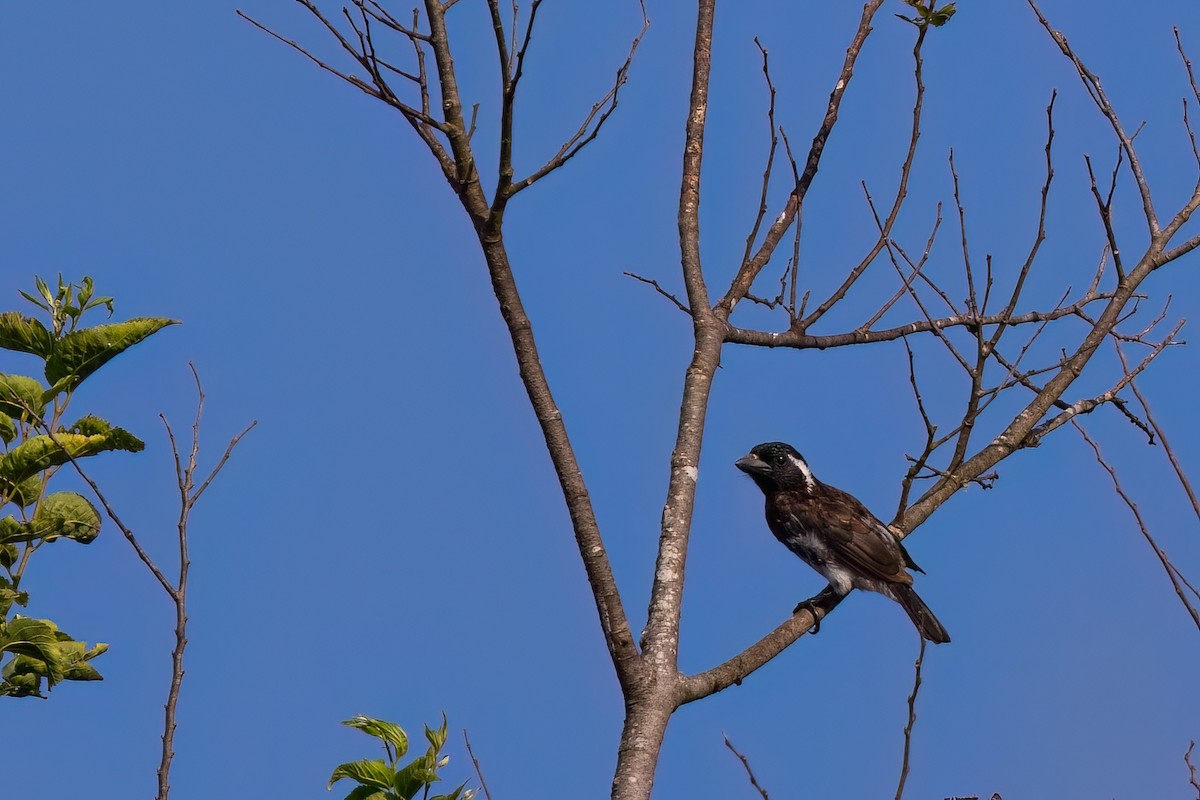 White-eared Barbet - ML641566645