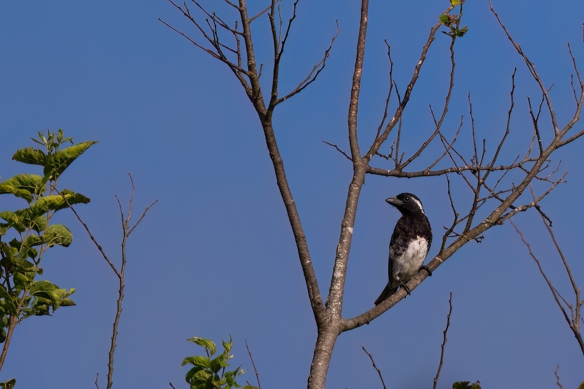 White-eared Barbet - ML641566646