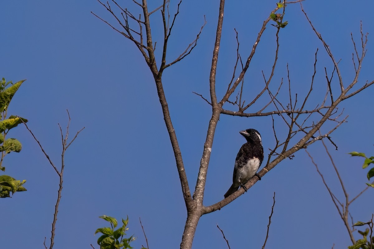 White-eared Barbet - ML641566647