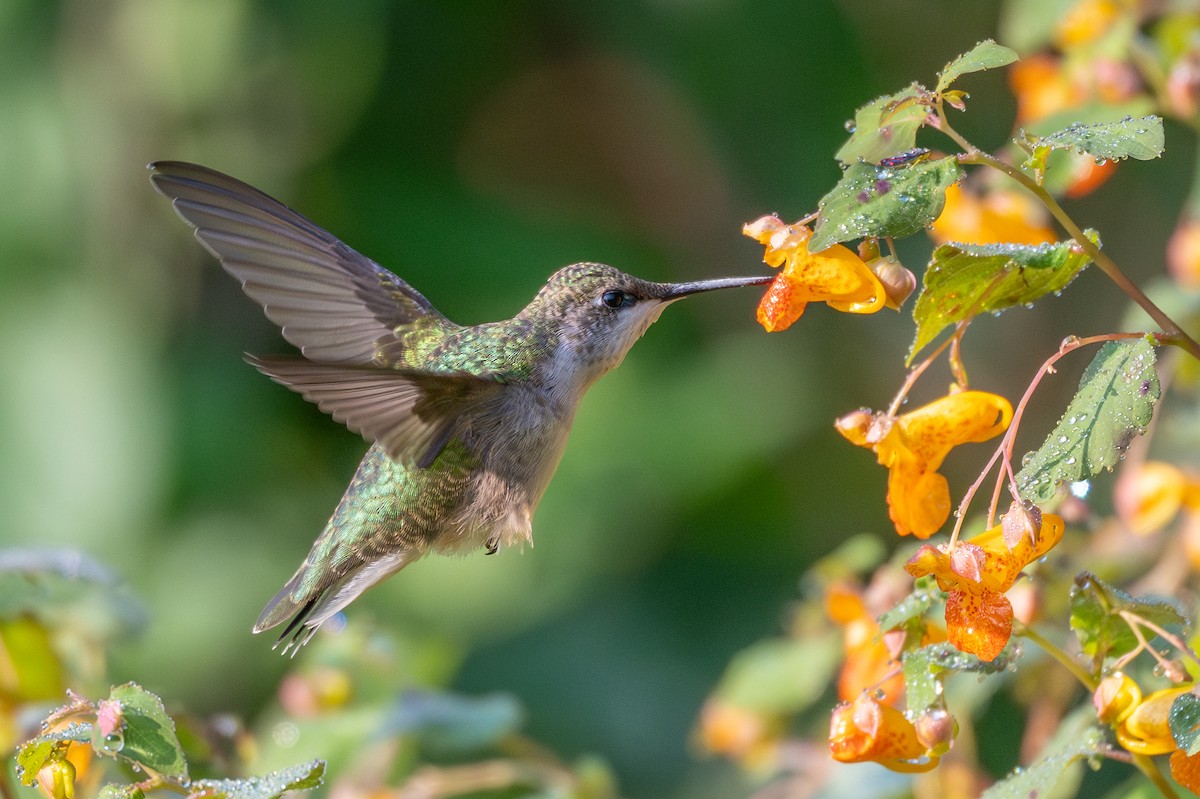 Ruby-throated Hummingbird - ML641566652