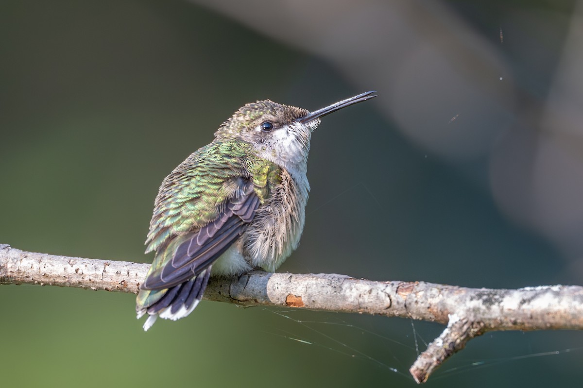 Ruby-throated Hummingbird - ML641566658