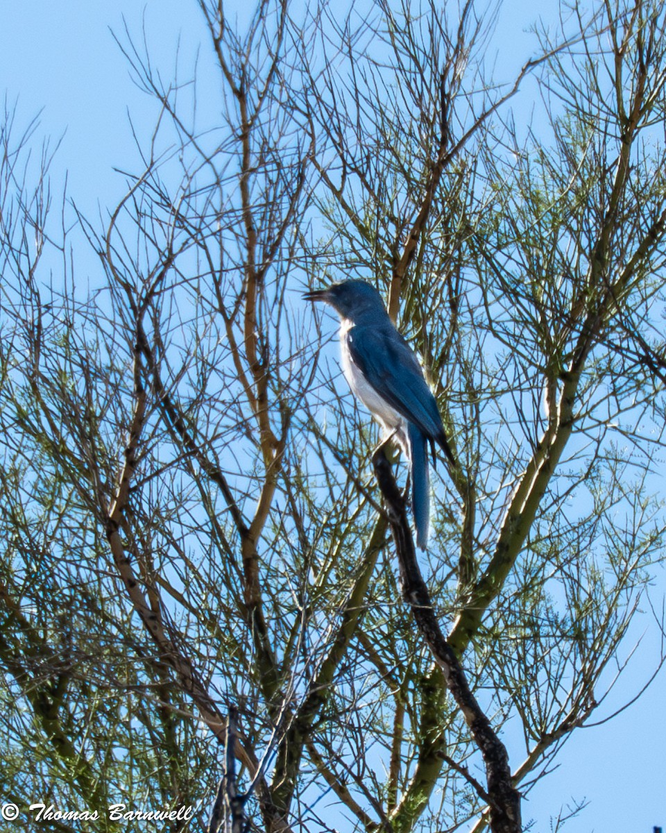 Mexican Jay - ML641566664