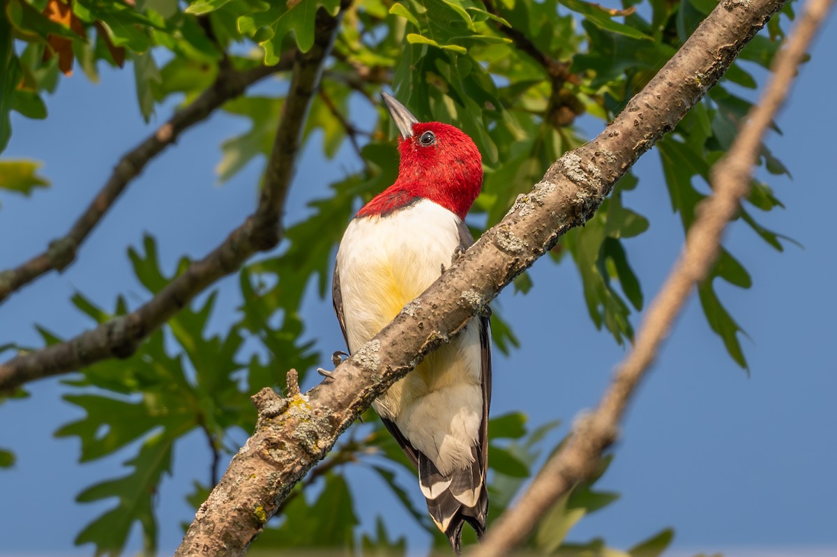 Red-headed Woodpecker - ML641566668