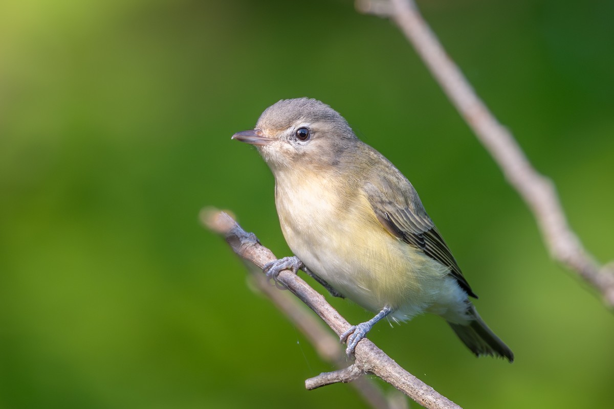 Warbling Vireo (Eastern) - ML641566674