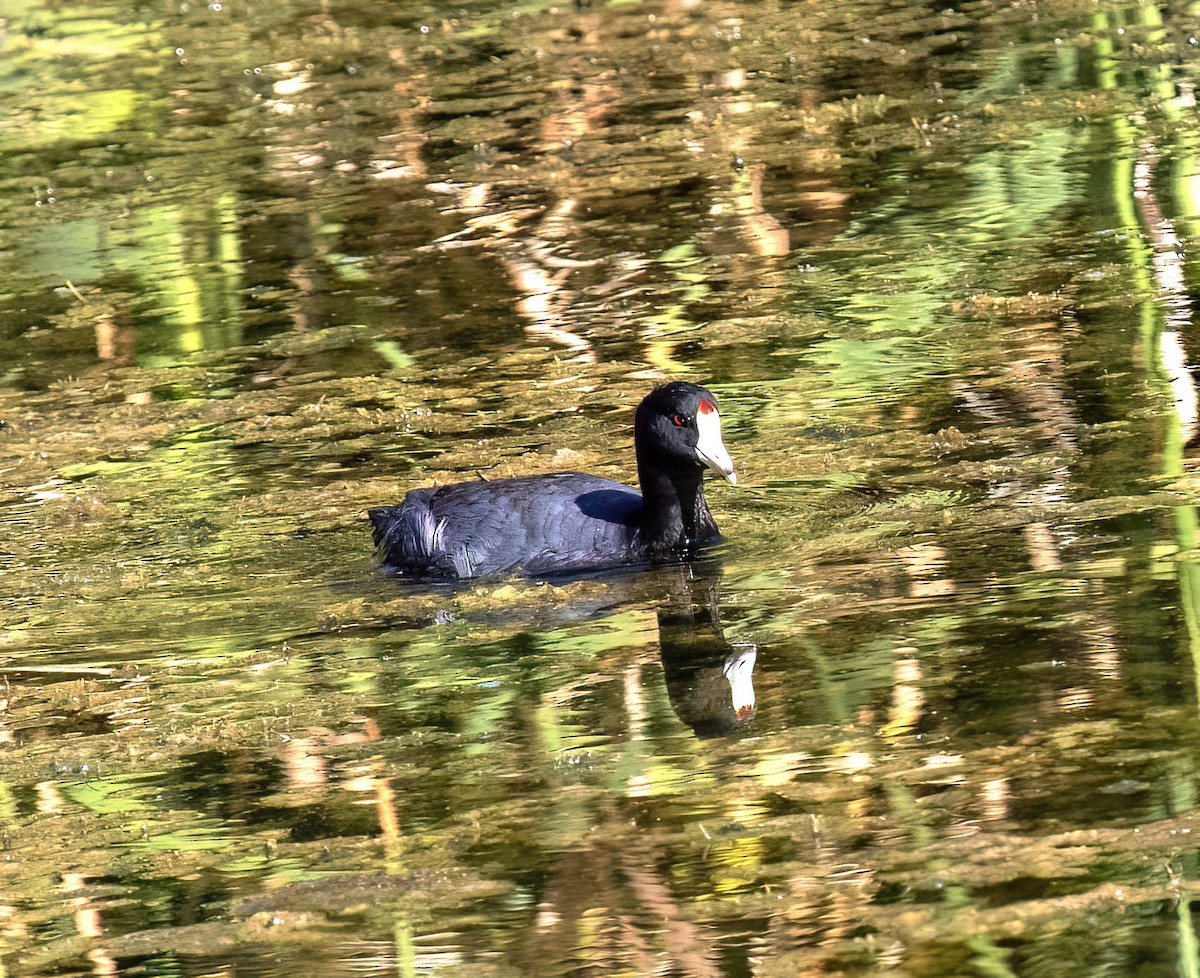 American Coot - ML641566675
