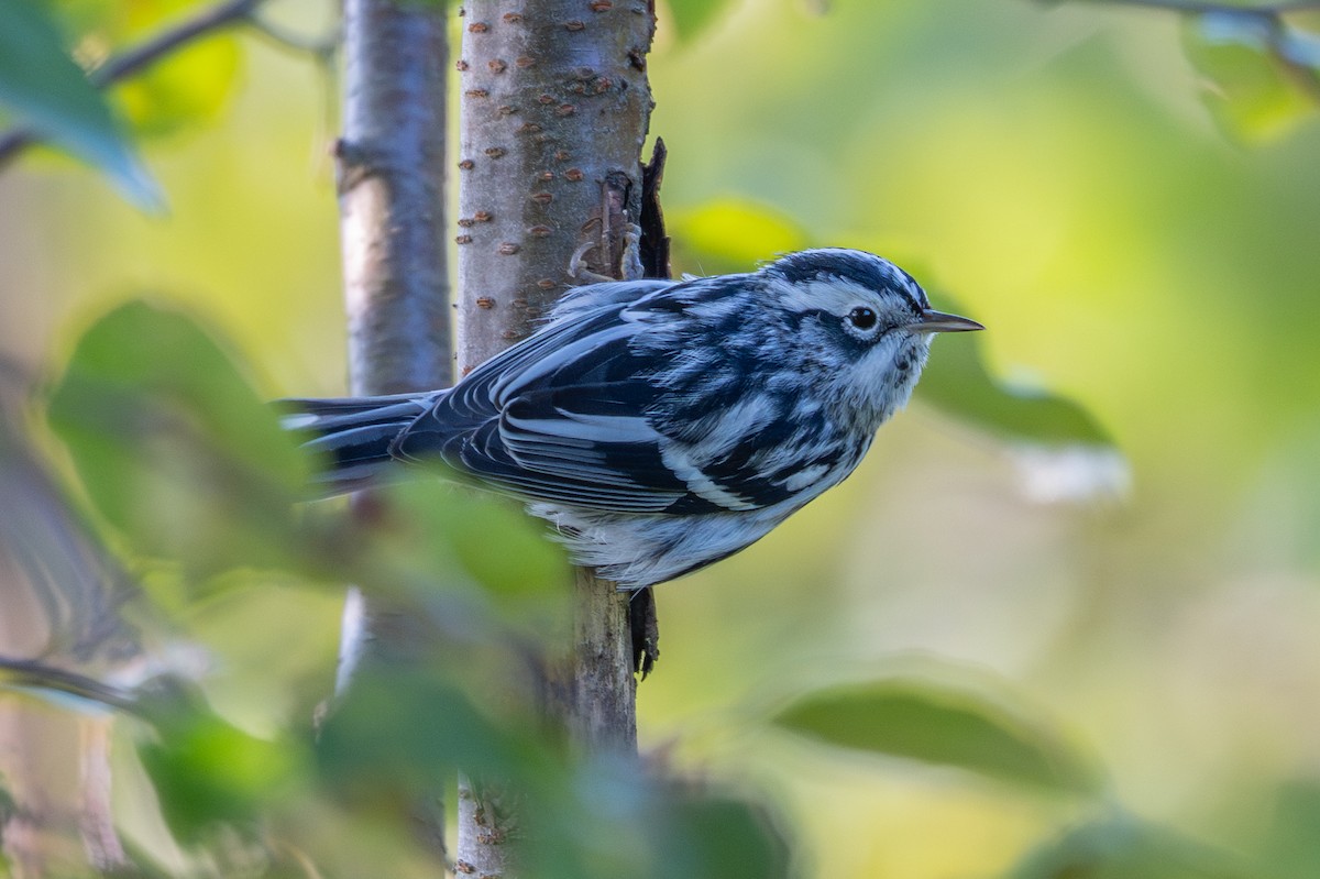 Black-and-white Warbler - ML641566695