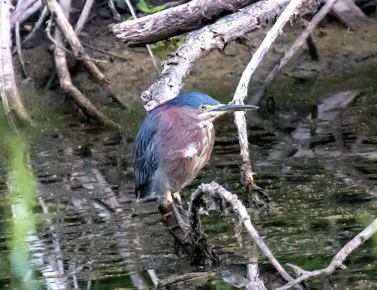 Green Heron - ML641566702