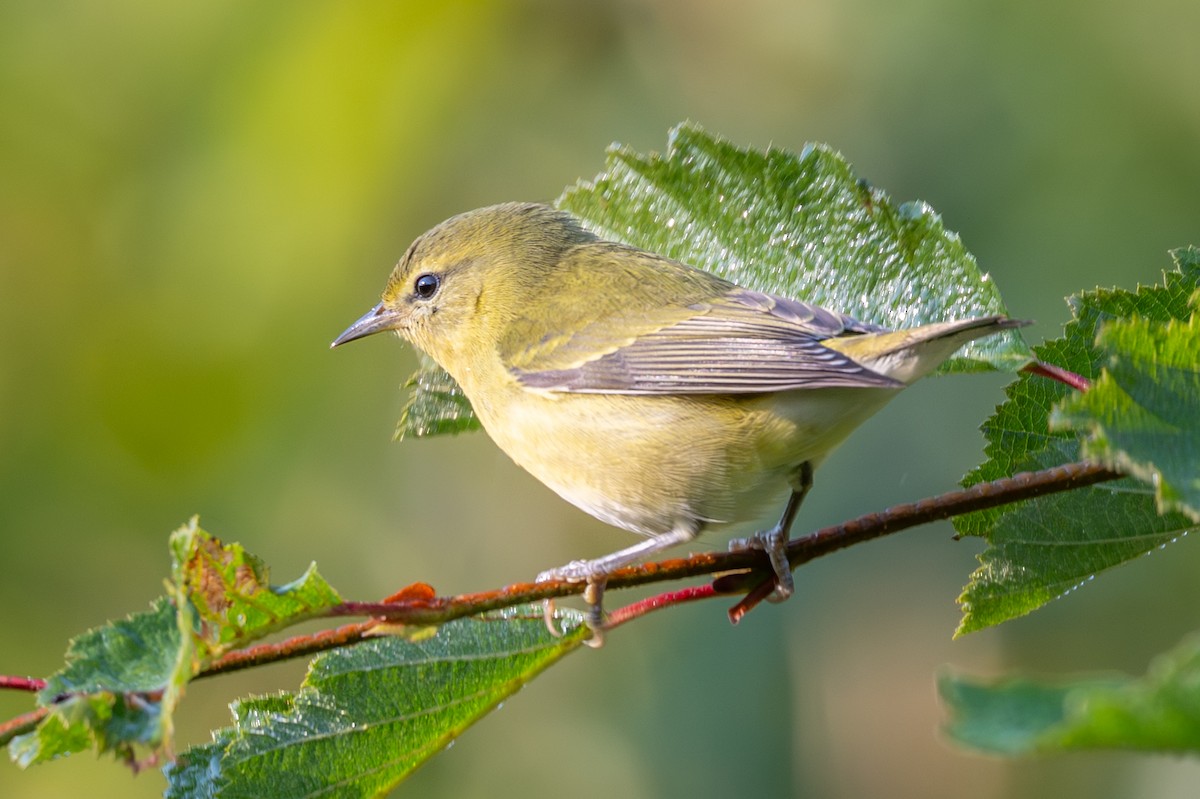 Tennessee Warbler - ML641566703