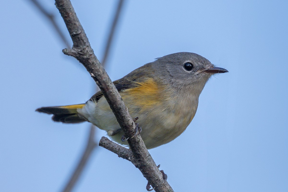 American Redstart - ML641566716