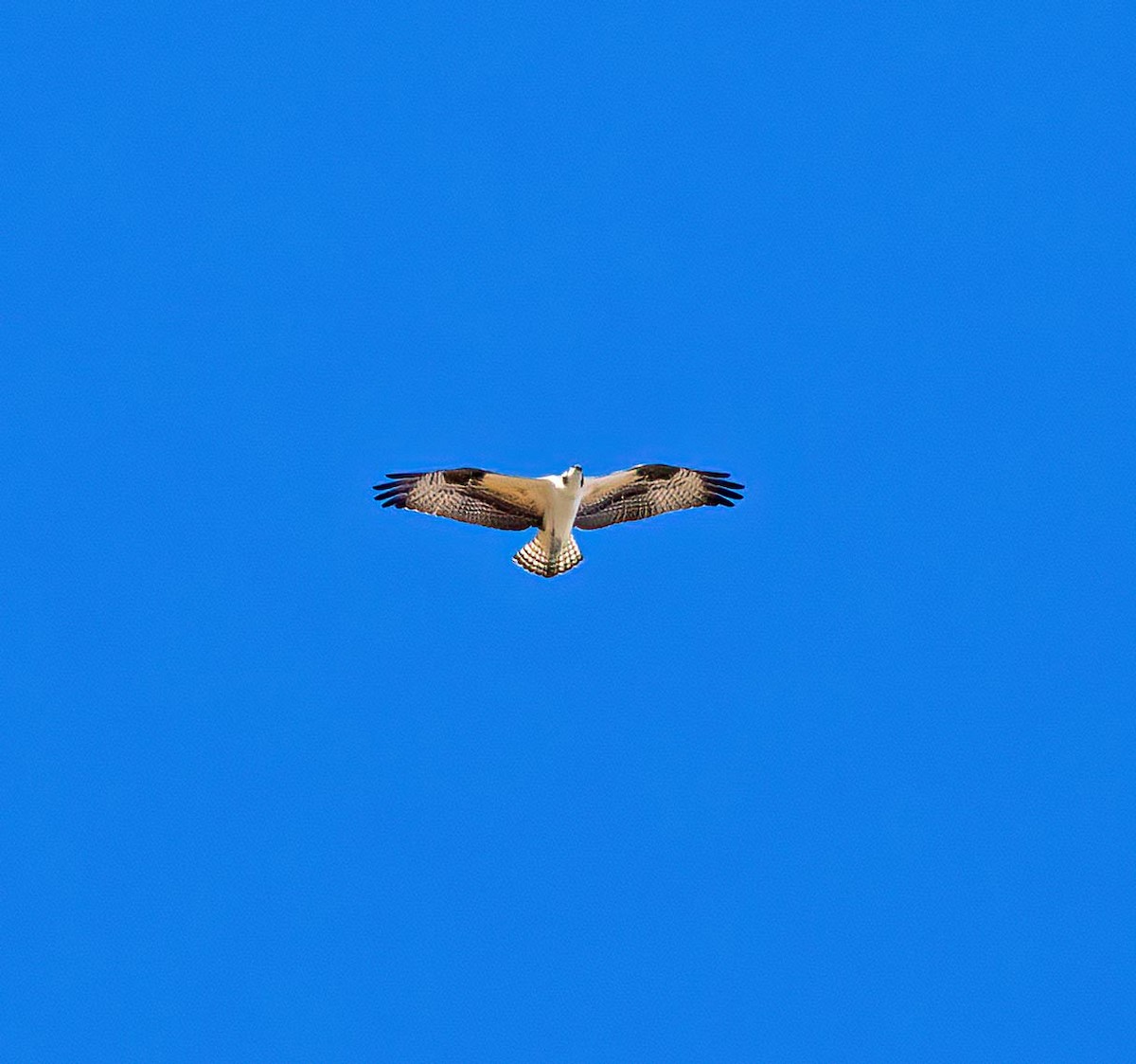 Osprey - ML641566721