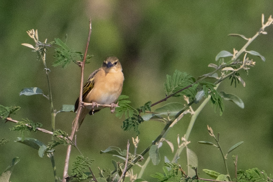 Black-headed Weaver - ML641566727