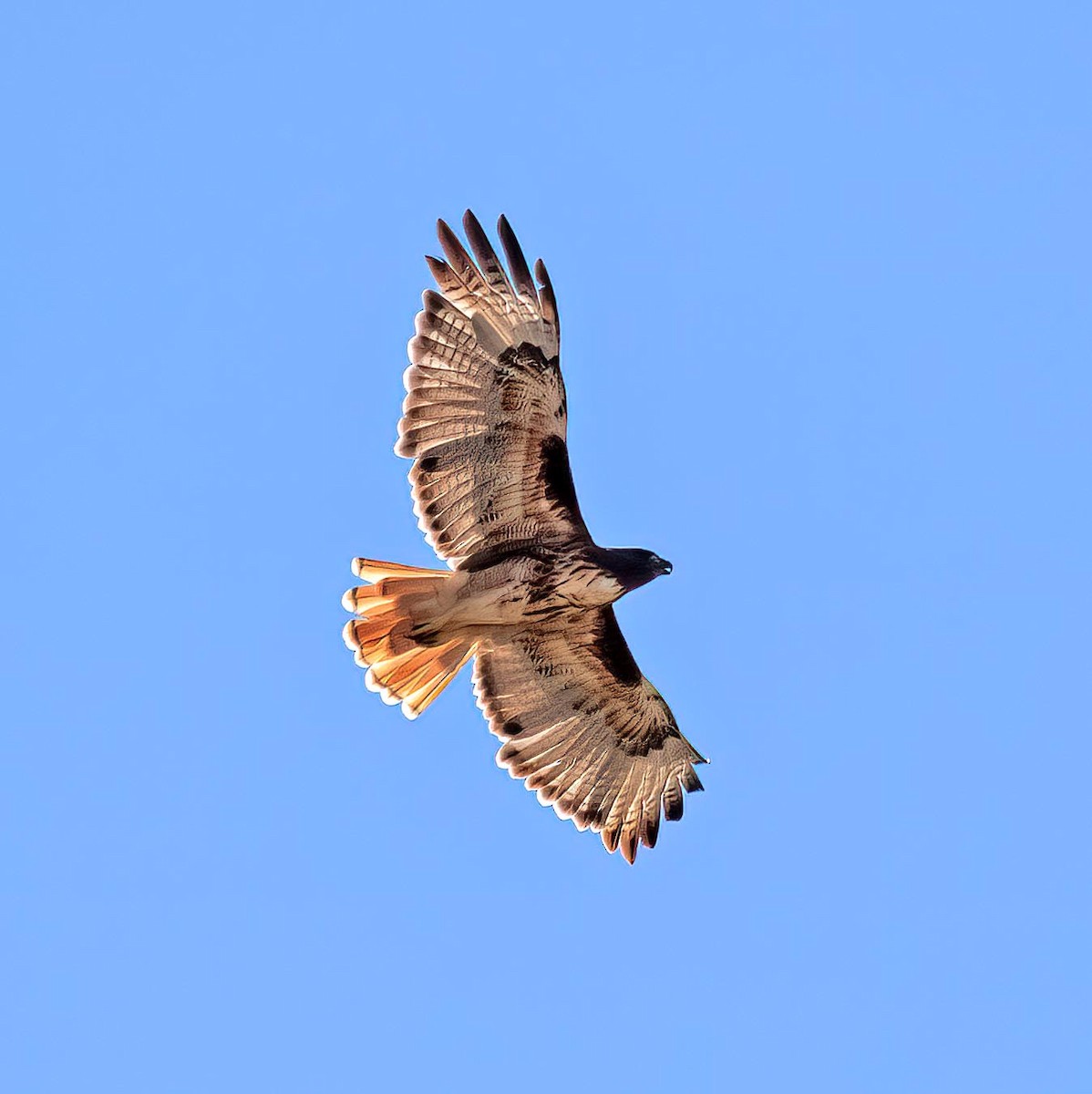 Red-tailed Hawk - ML641566737