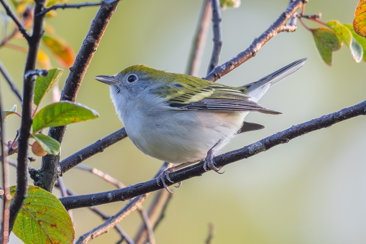 Chestnut-sided Warbler - ML641566738