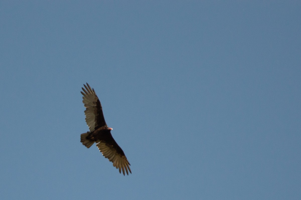 kondor krocanovitý - ML641566740