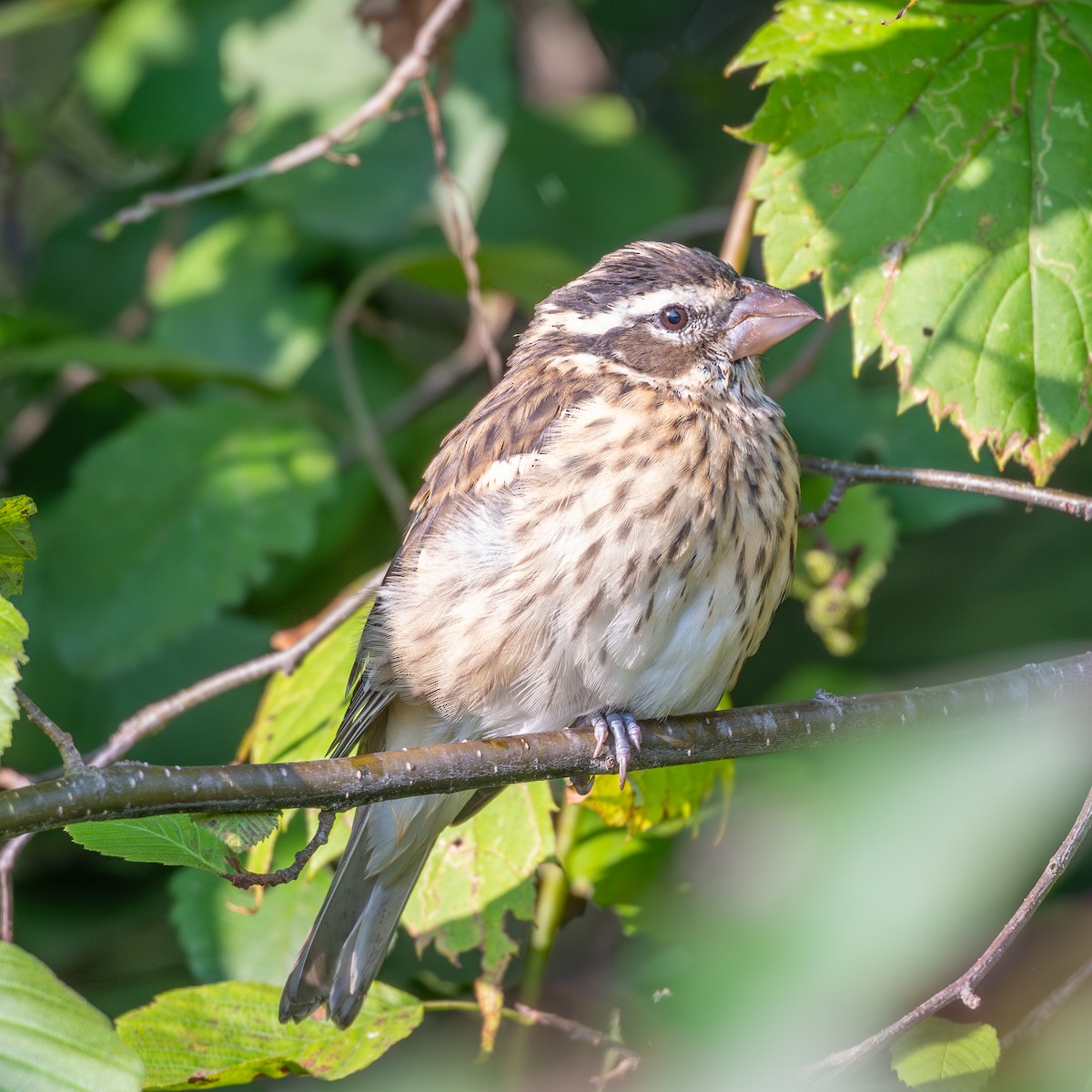 Rose-breasted Grosbeak - ML641566747