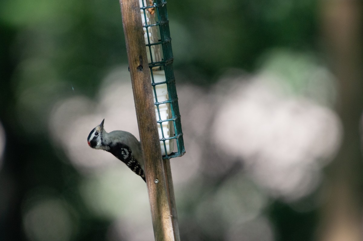 strakapoud osikový - ML641566749