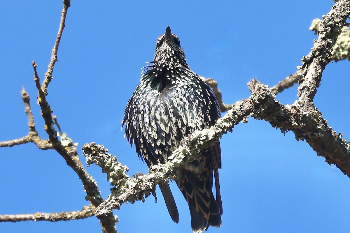 European Starling - ML641566759