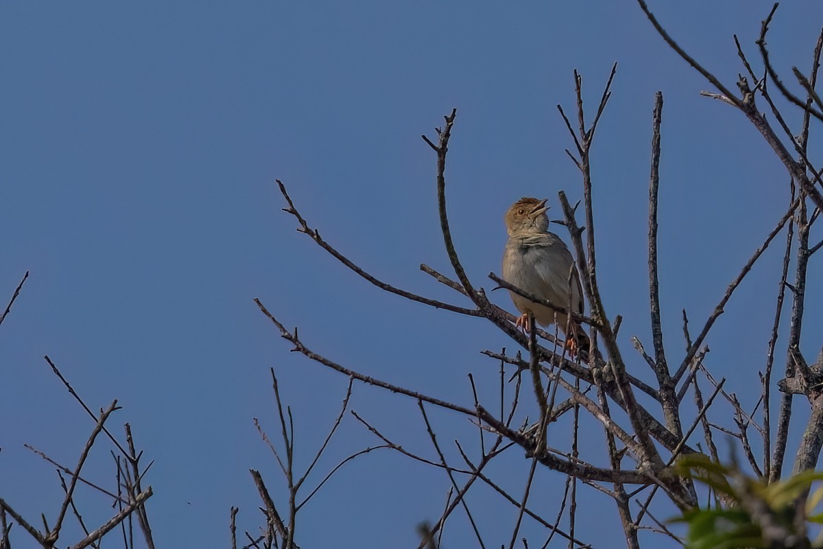 Rattling Cisticola - ML641566760