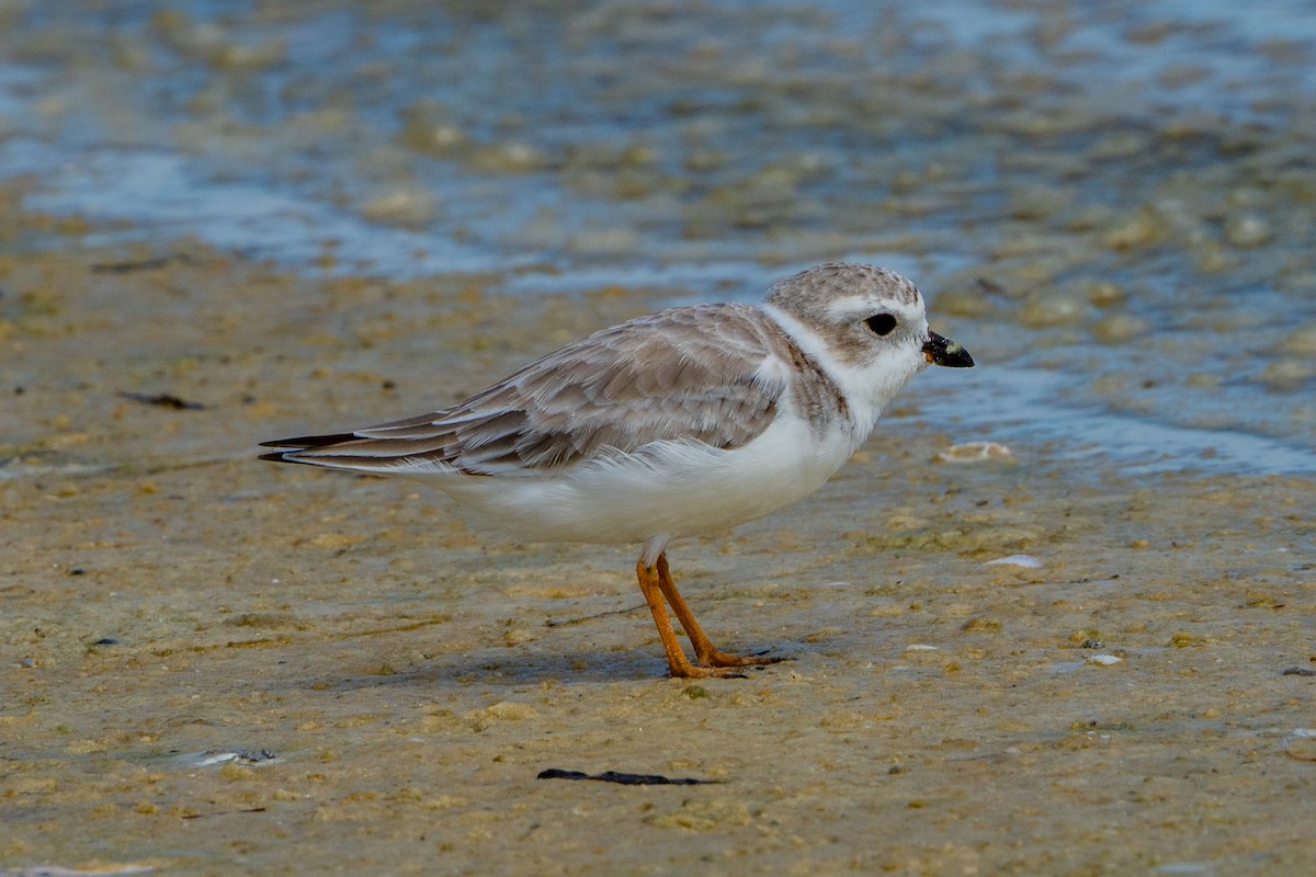 Piping Plover - ML641566764