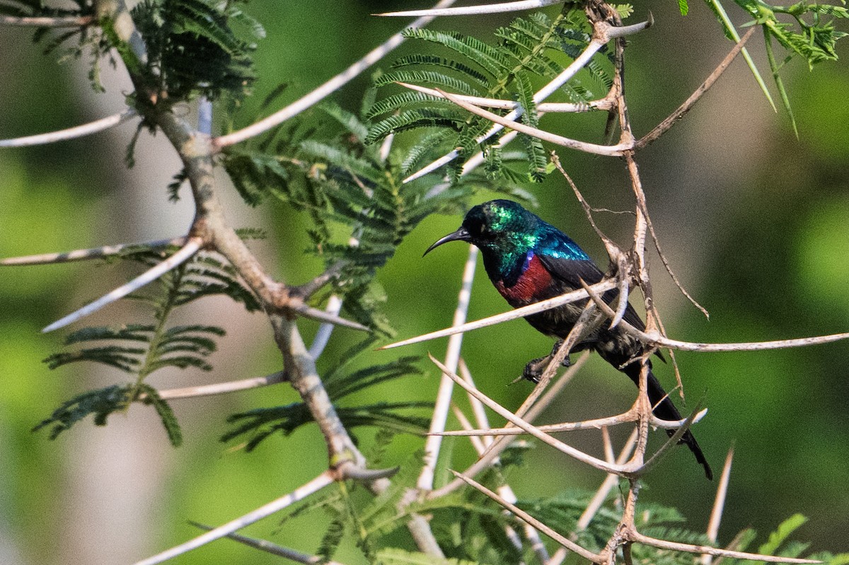 Red-chested Sunbird - ML641566766