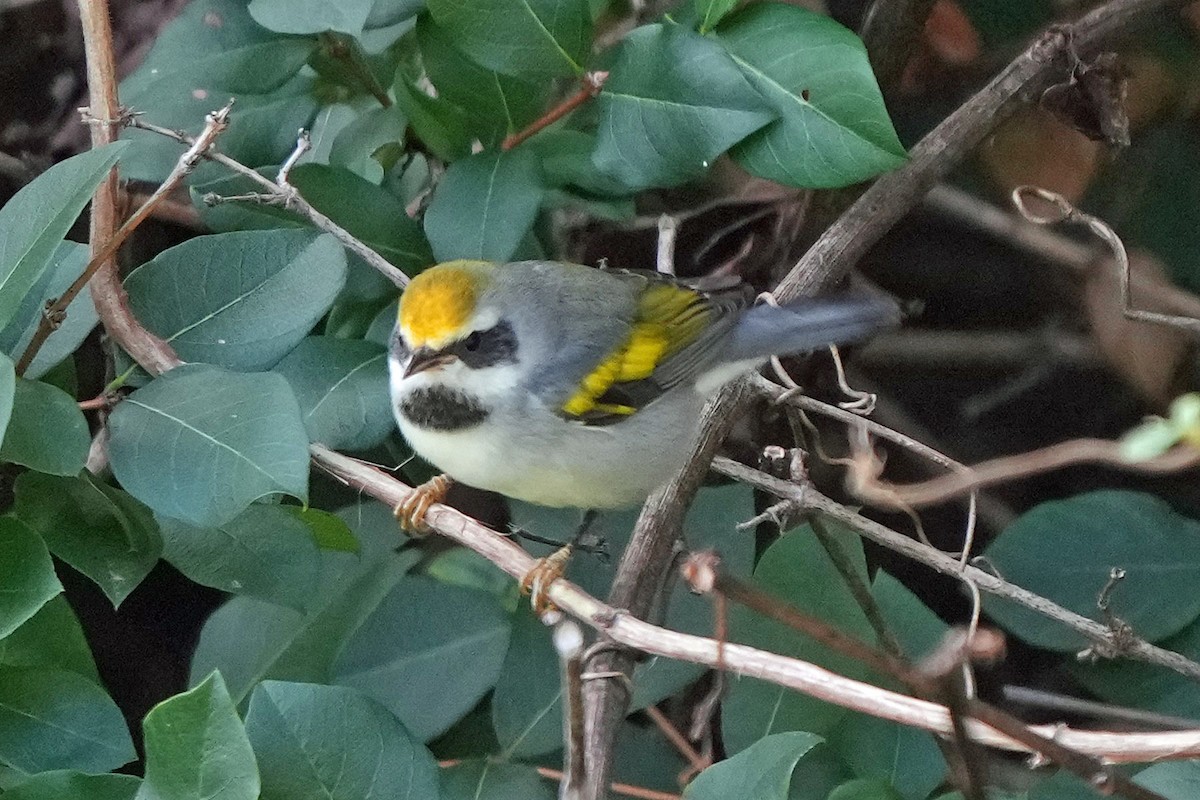Golden-winged Warbler - ML641566767